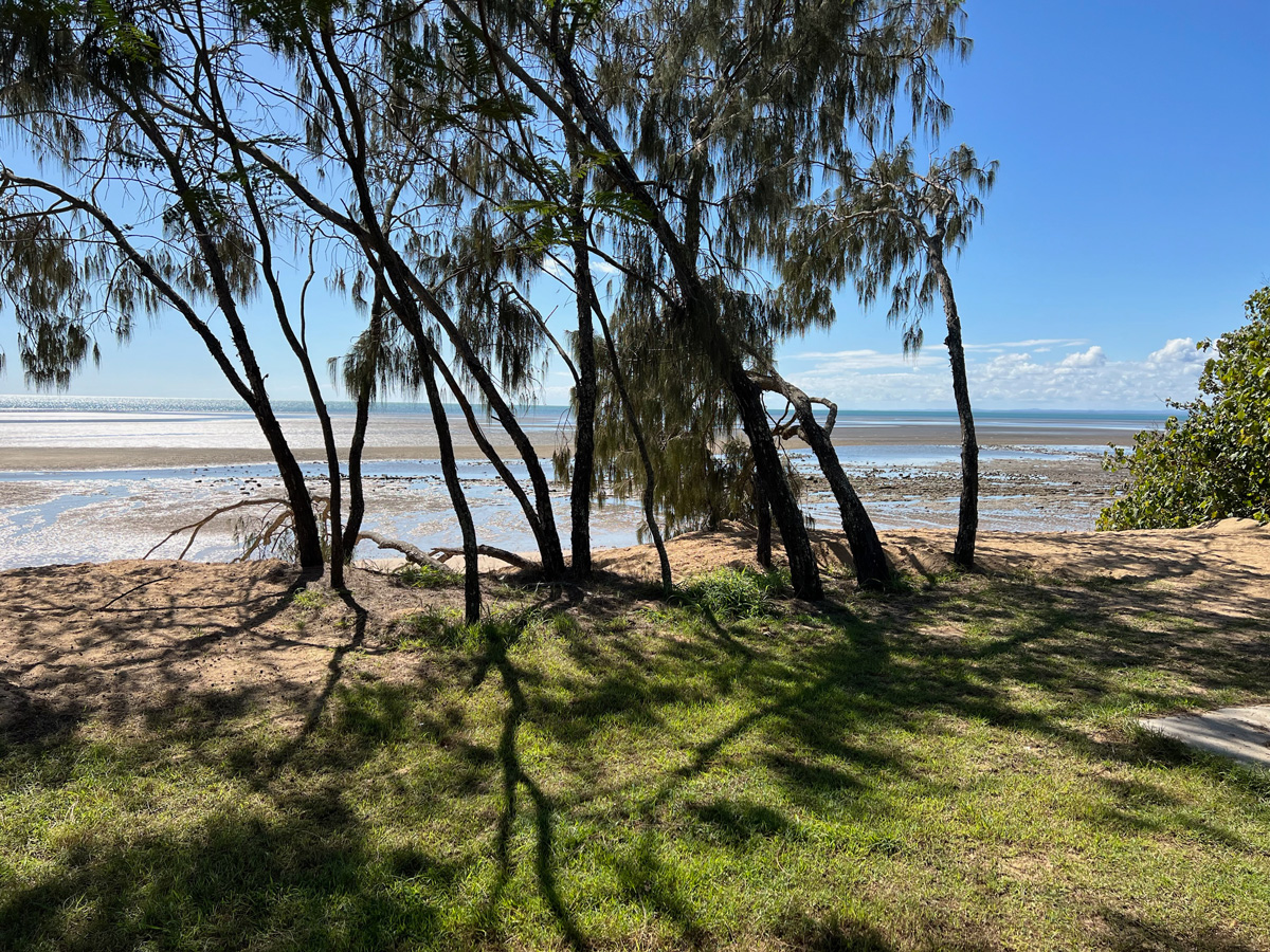 Waterfront photo of trees and sand flats.