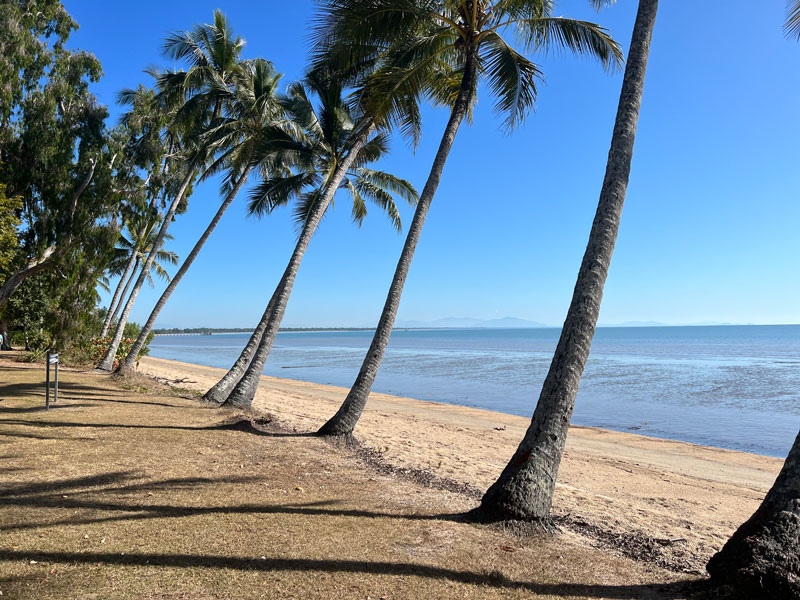 A sandy beach with palm trees 