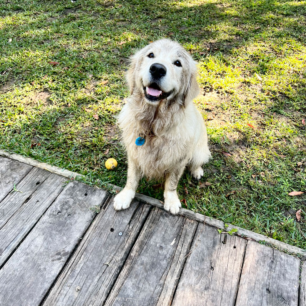 Muddy Golden Retriever sitting on the grass.