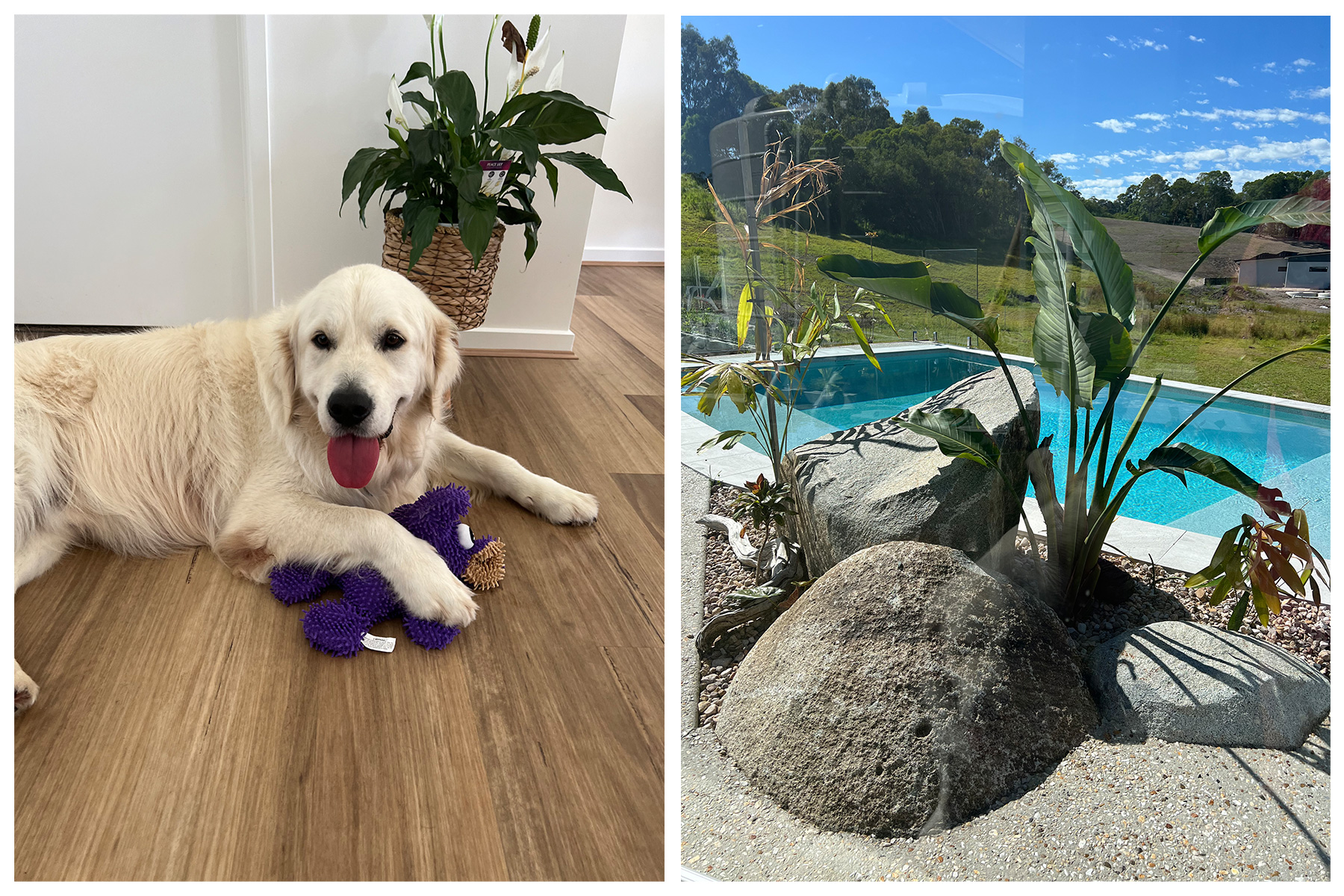 2 photos side by side, one of a labrador dog with a toy and the other of a pool with rocks and palm trees.